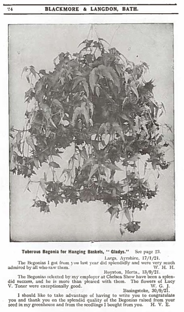 B. ‘Gladys’